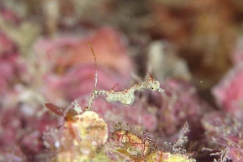 キオネミクティス・ルメンガニィ