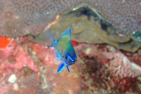 アマミスズメダイ