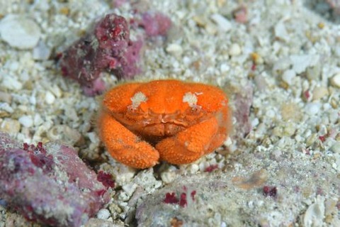 オウギガニ科の1種