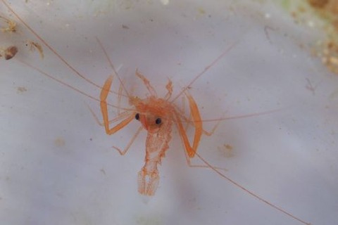 スベスベオトヒメエビ属の1種