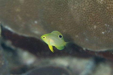 ニセネッタイスズメダイ