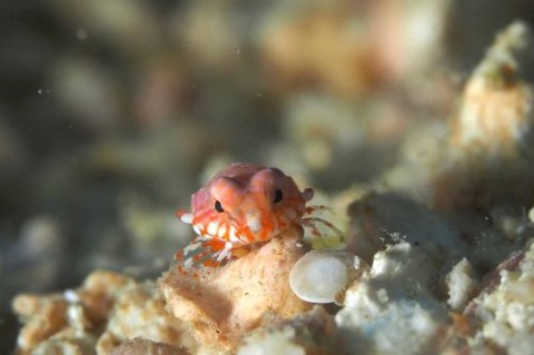 ネズッポ科の1種