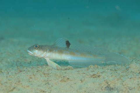 ゼータサルハゼ