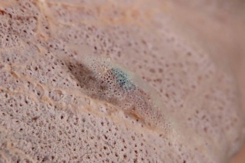 ヂェラストカリス・パロンアェ