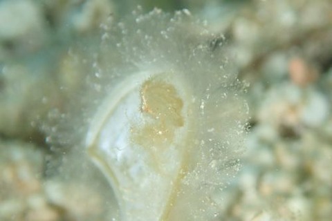 フィコカリス・シムランス