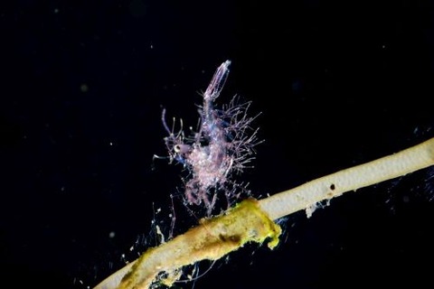 フィコカリス・シムランス