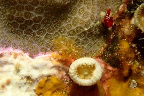 ホヤカクレエビ