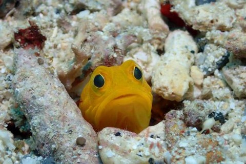 アゴアマダイ属の1種