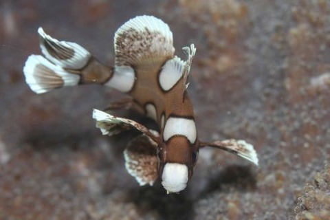 チョウチョウコショウダイ