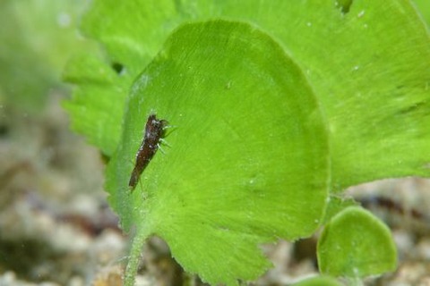 コブタヒラツノモエビ