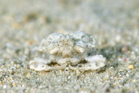 コブシガニ科の1種