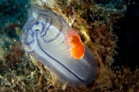 ホヤカクレエビ属の1種