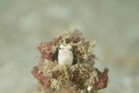 カザハナニジギンポ