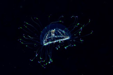 デイゴハナガサクラゲ