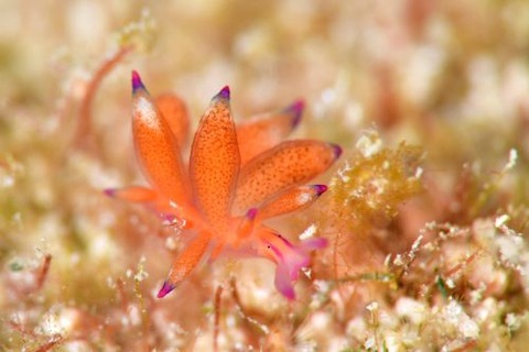 オレンジモウミウシ