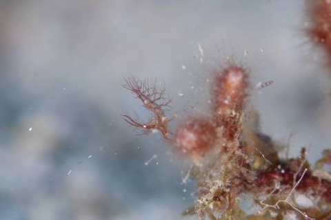 フィコカリス・シムランス