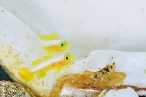 ナカモトイロワケハゼ