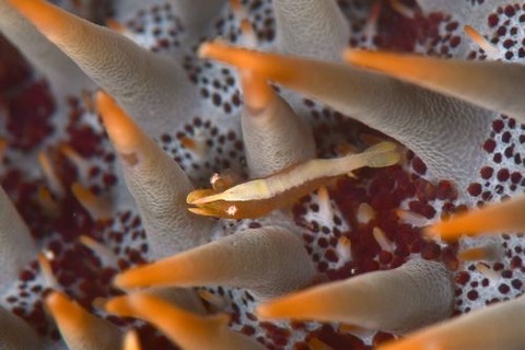 ヒトデヤドリエビ