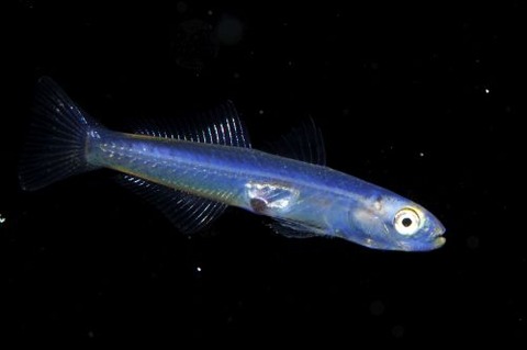 刺激的な水中生物