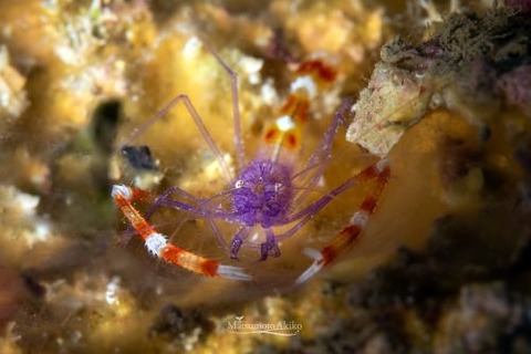 ステノプス・テヌイロストリス