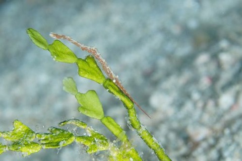 トガリモエビ属の1種