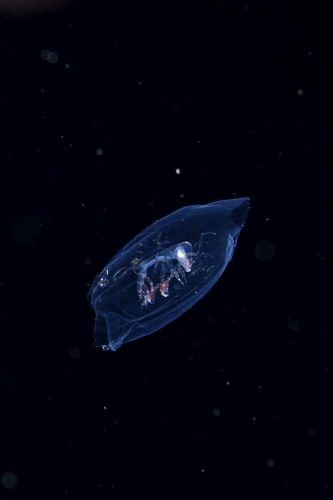 刺激的な水中生物