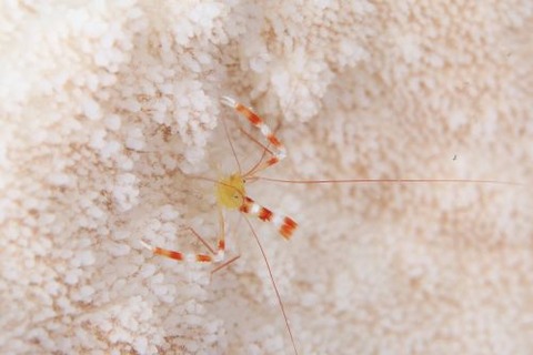 ステノプス・ザンジバリクス