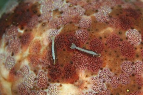 ヒトデヤドリエビ