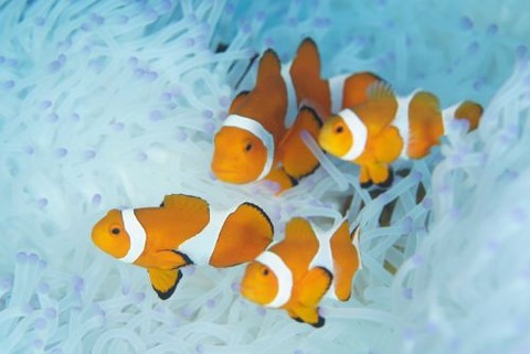 カクレクマノミ