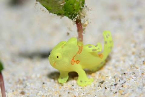 イロカエルアンコウ