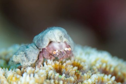 カイカムリ科の1種