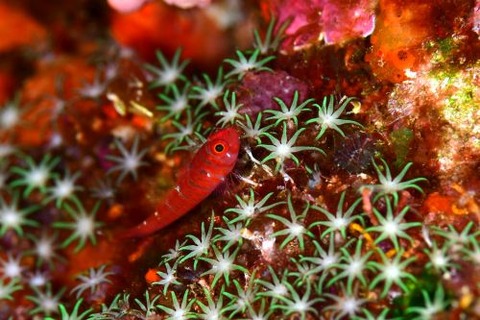 スジシマイソハゼ