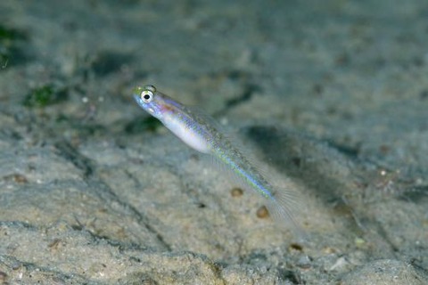 アオスジヤツシハゼ