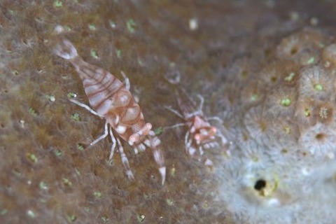 ヤクシマカクレエビ