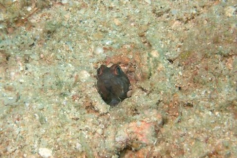 ホシカゲアゴアマダイ