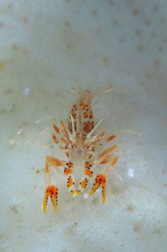 トゲツノメエビ