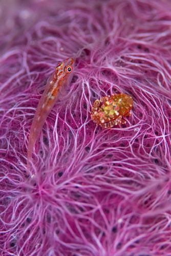 セボシウミタケハゼ