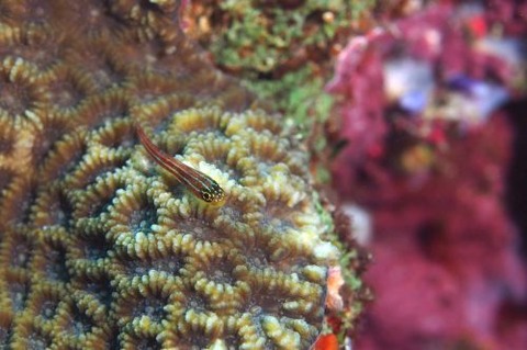 タテジマヘビギンポ