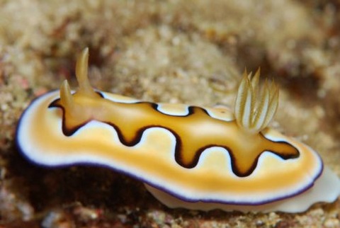 シラナミイロウミウシ