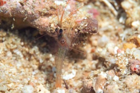 タメトモアカモエビ