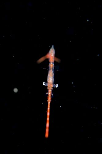 刺激的な水中生物