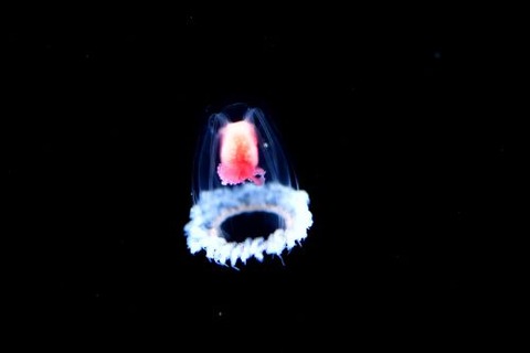 刺激的な水中生物