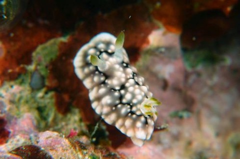 キカモヨウウミウシ