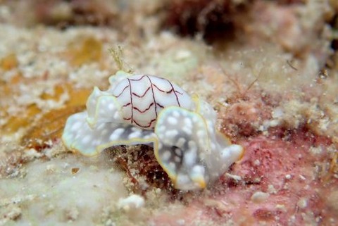 コンシボリガイ