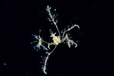 刺激的な水中生物