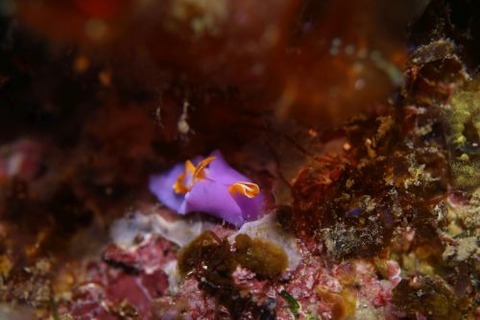 ムラサキウミコチョウ