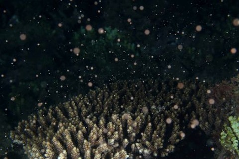 サンゴの産卵