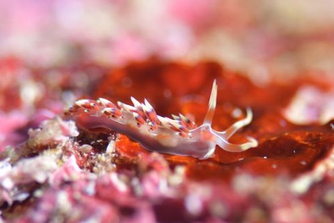 ヒブサミノウミウシ