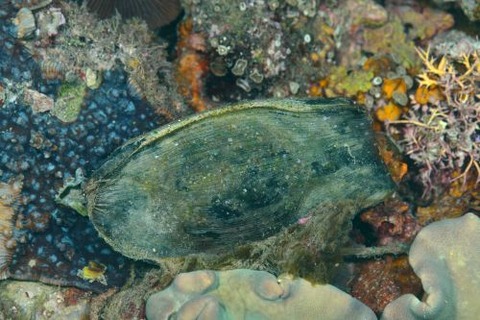 トラフザメの卵