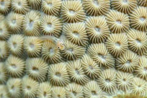 イシガキカエルウオ